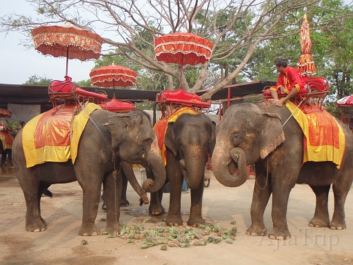 Elephant camping.JPG - �H����